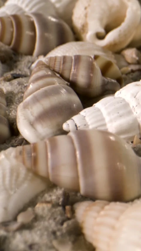 Soft Ambient Lighting Highlights Textured Shells On Tranquil Sandy Coast Scenes Stock Footage 334707884
