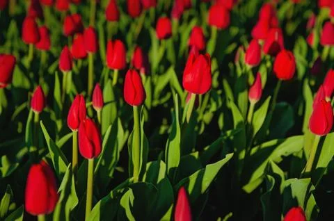 Soft and blur conception. Beautiful red tulips close-up blooming in the garden Stock Photos