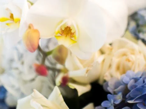 Soft and blur focus of white orchid flower and purple orchid flower Stock-Fotos