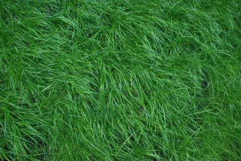 Soft and Clean Grass Stock Photos
