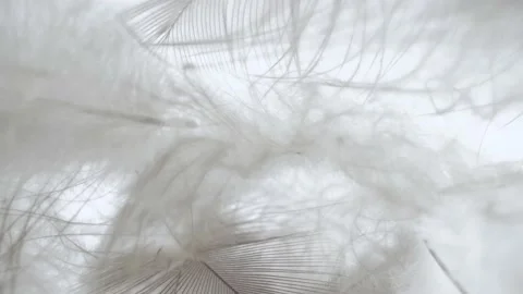 Soft and delicate bird feathers macro shot Vídeos de archivo 148259462