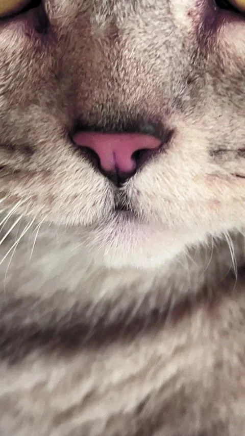 Soft and Fluffy Cat Face up Close, Showcasing Whiskers and Pink Nose in a Sunny Stock Footage 314393833