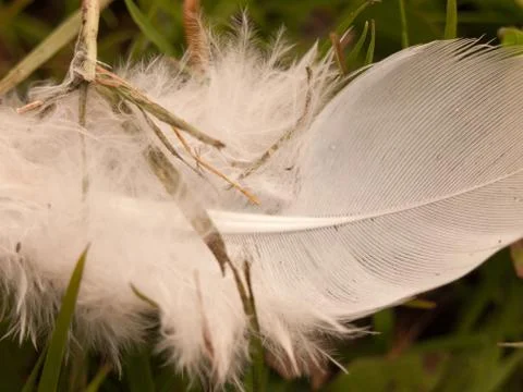 A soft and frilly white feather upon the grass ground Stock Photos