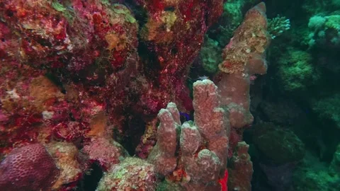 Soft and Hard Coral Assemblage with Coralline Algae in Diverse Marine Habitat Stock Footage 311947152