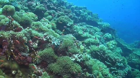 Soft and hard corals Stock Footage 51560553