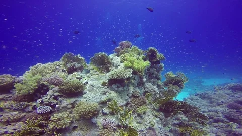Soft and Hard Corals Stock Footage 122736830