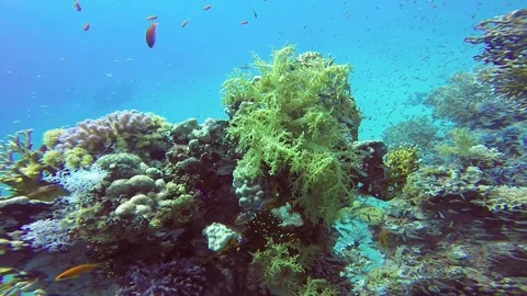 Soft and Hard Corals Stock Footage 122769431