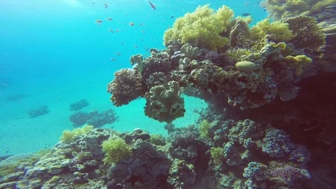 Soft and Hard Corals Stock Footage 122769762