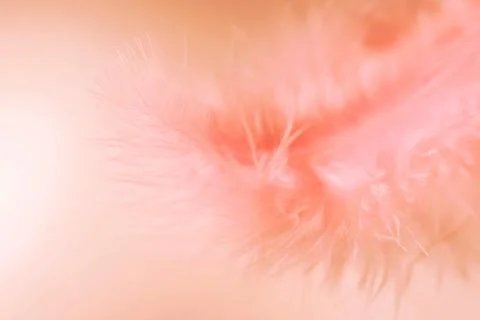 Soft and light white macro feather. Foto stock