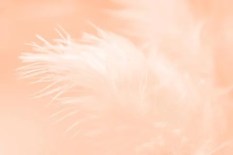 Soft and light white macro feather. Foto stock