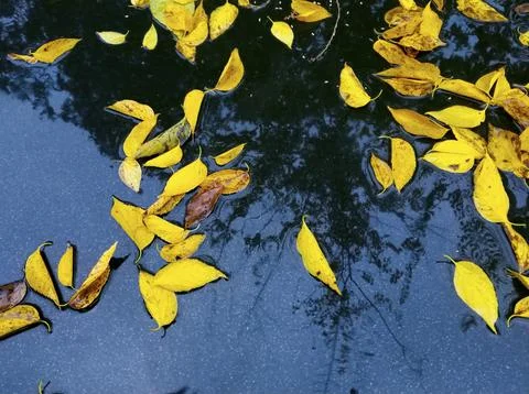 Soft and selective focus of yellow autumn leaves lying in a puddle Stock Photos