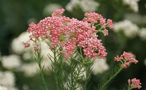 Soft and tiny pink Rice flower clusters with scientific name Ozothamnus dio.. 写真素材