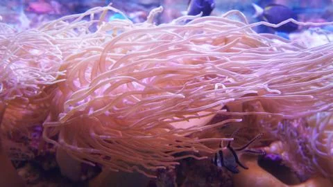 A soft anemone garden 스톡 사진