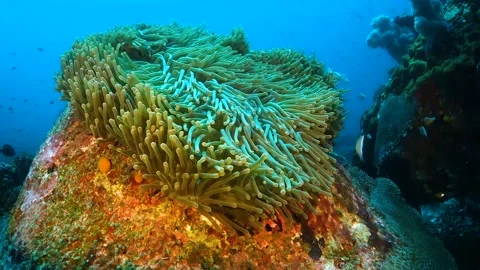 Soft anemone waving in ocean current Stock Footage 130241850