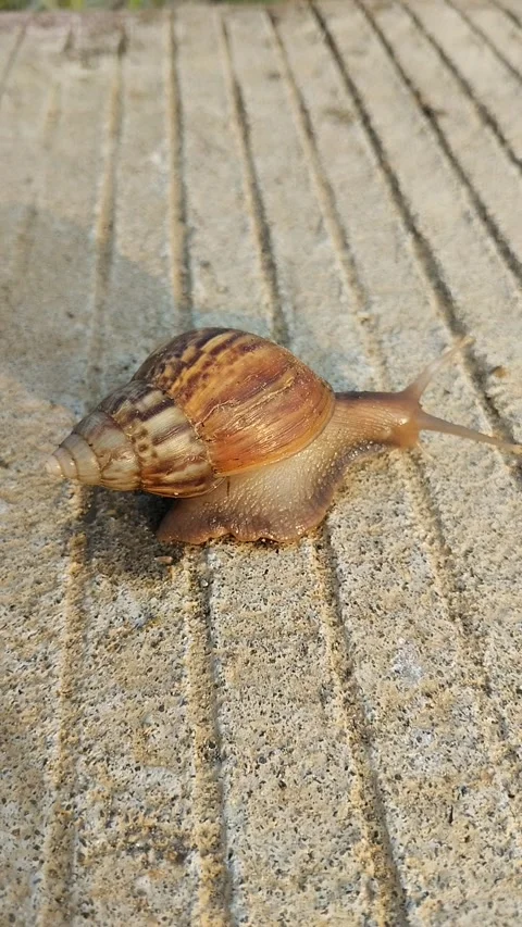 Soft animal Stock Footage 288826641