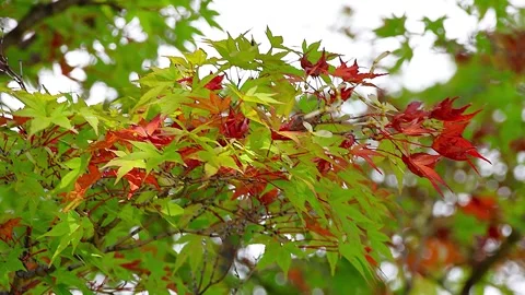 Soft Autumn Sunlight Filtering Through Changing Iroha Maple Leaves,4K,02 库存影片 343874198