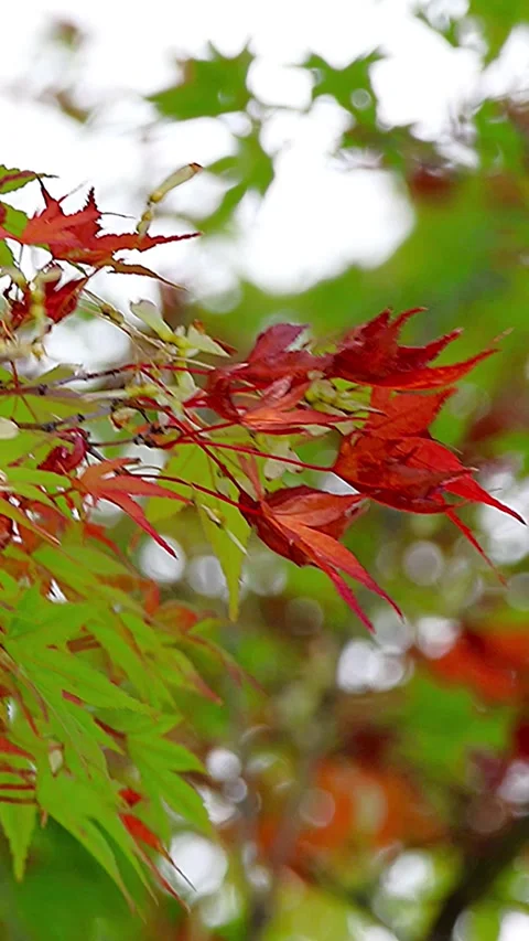 Soft Autumn Sunlight Filtering Through Changing Iroha Maple Leaves,Vertical,02 Stock Footage 343874200