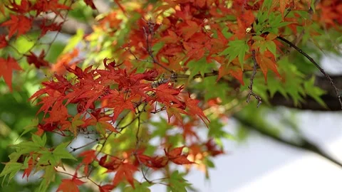 Soft Autumn Sunlight Filtering Through Changing Iroha Maple Leaves,4K,01 库存影片 343874349