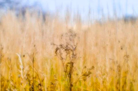 Soft background blur of dry grass in the fall. Closeup of wheat ears backgrou Stock Photos