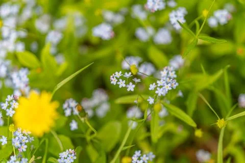 Soft background featuring blooming flowers and lush leaves. Airy setting show Stock Photos