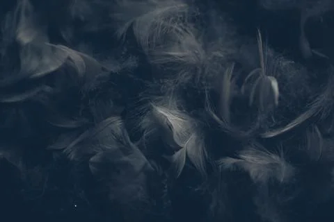 Soft background with grey feathers. Stock Photos