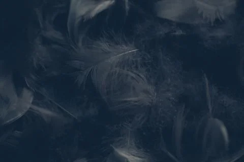 Soft background with grey feathers. Stock Photos