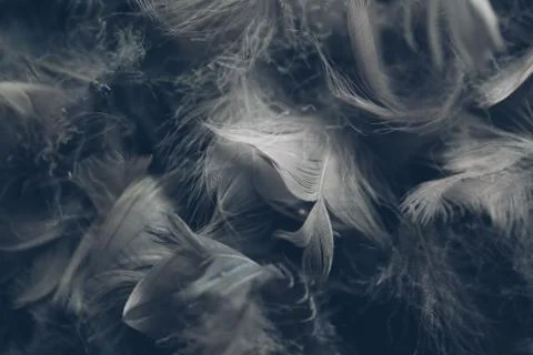 Soft background with grey feathers. Stock Photos