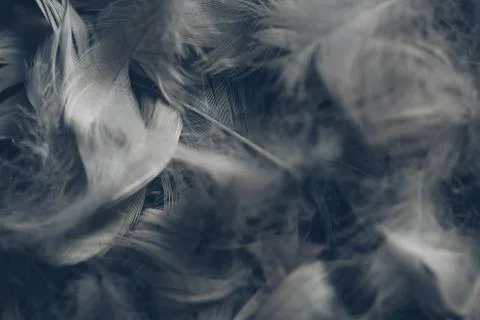Soft background with grey feathers. Stock Photos