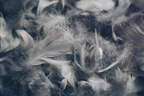 Soft background with grey feathers. Stock Photos