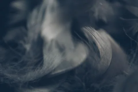 Soft background with grey feathers. Stock Photos