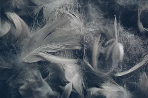 Soft background with grey feathers. Stock Photos