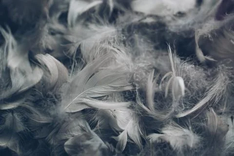 Soft background with grey feathers. Stock Photos