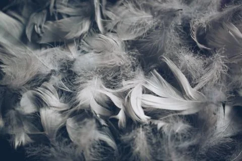 Soft background with grey feathers. Stock Photos