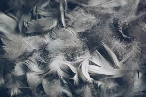 Soft background with grey feathers. Stock Photos
