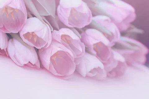 Soft background of pink tulips with dew. Spring flowers, abstract romantic pa Stock Photos