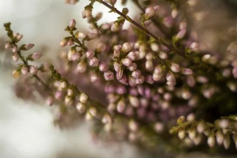 Soft background for the presentation. Stones and small pink flower buds. Ma.. Stock Photos