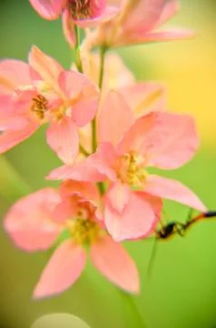 Soft background of tiny pink flowers Stock Photos