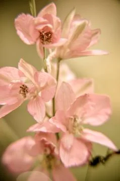 Soft background of tiny pink flowers Foto stock