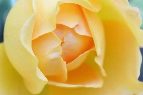 Soft background with yellow wild rose flower Stock Photos