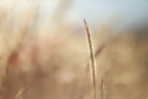 Soft backlit grass seed head in golden morning light with dreamy bokeh, sha.. Stock-Fotos