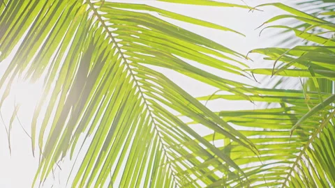 Soft Backlit Palm Leaves With Gentle Sun Glow Creating Airy Tropical Background Stock Footage 326970399