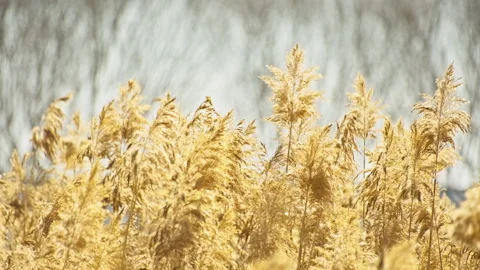 Soft Backlit Reeds as Natural Background Stock Footage 325760481