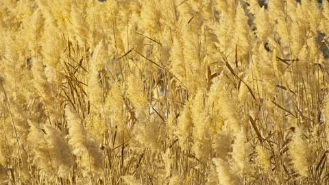 Soft Backlit Reeds as Natural Background Stock Footage 325761204