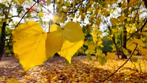 Soft beams of sunlight dance amid fallen leaves, creating enchanting visual.. Stock Footage 330986947