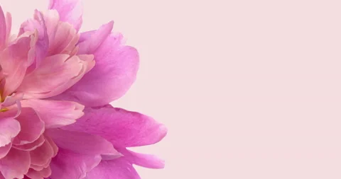 Soft beautiful peony flower background with place for text or image Stock Footage 165796552