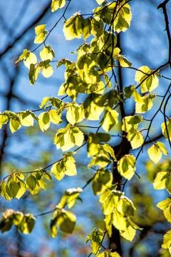 Soft birch leaves in spring in back light Stock Photos