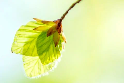 Soft birch leaves in spring Stock Photos