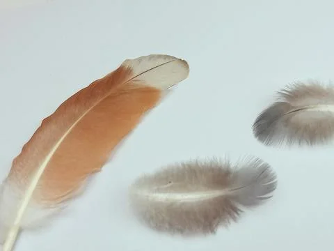 Soft bird feathers on white background, minimal natural texture Stock Photos