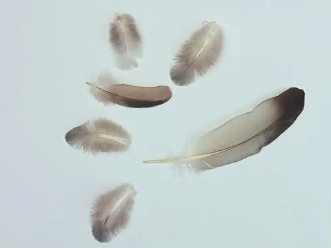 Soft Bird Feathers on White Background, Minimal Natural Composition Stock Photos