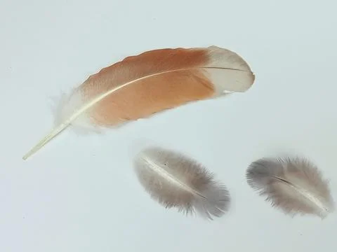 Soft Bird Feathers on White Background Stock Photos